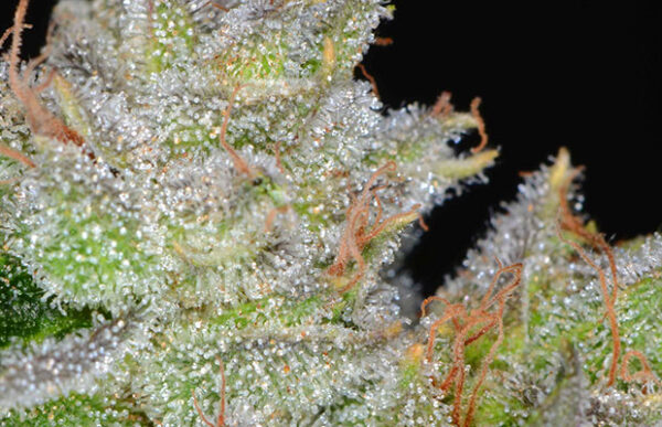OG Kush - Image 2
