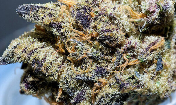 Girl Scout Cookies - Image 2