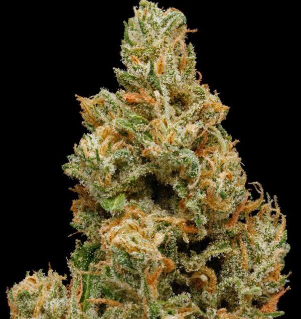 Island Sweet Skunk - Image 2