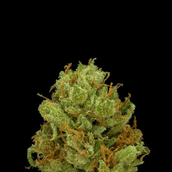 Vanilla Kush - Image 2