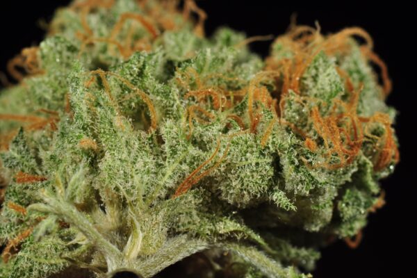 Blue Dream - Image 2