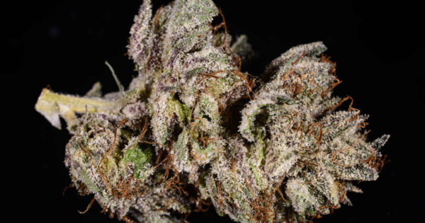 Master Kush - Image 2